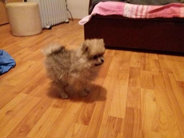 Pomeranski-špic-