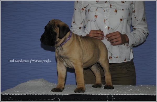 Bullmastiff stenci 