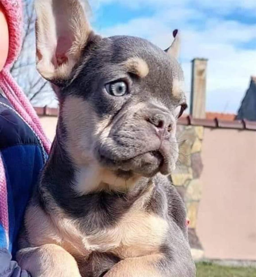 Francuski-buldog-