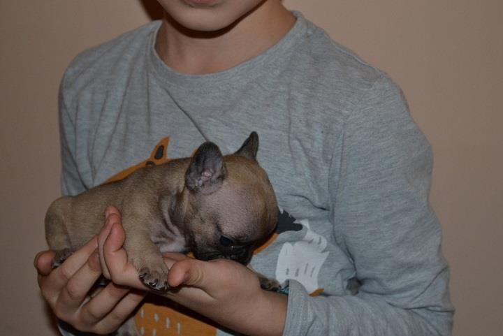 Francuski-buldog