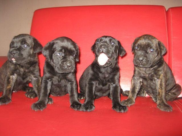 Cane Corso - stenci odlicne kombinacije