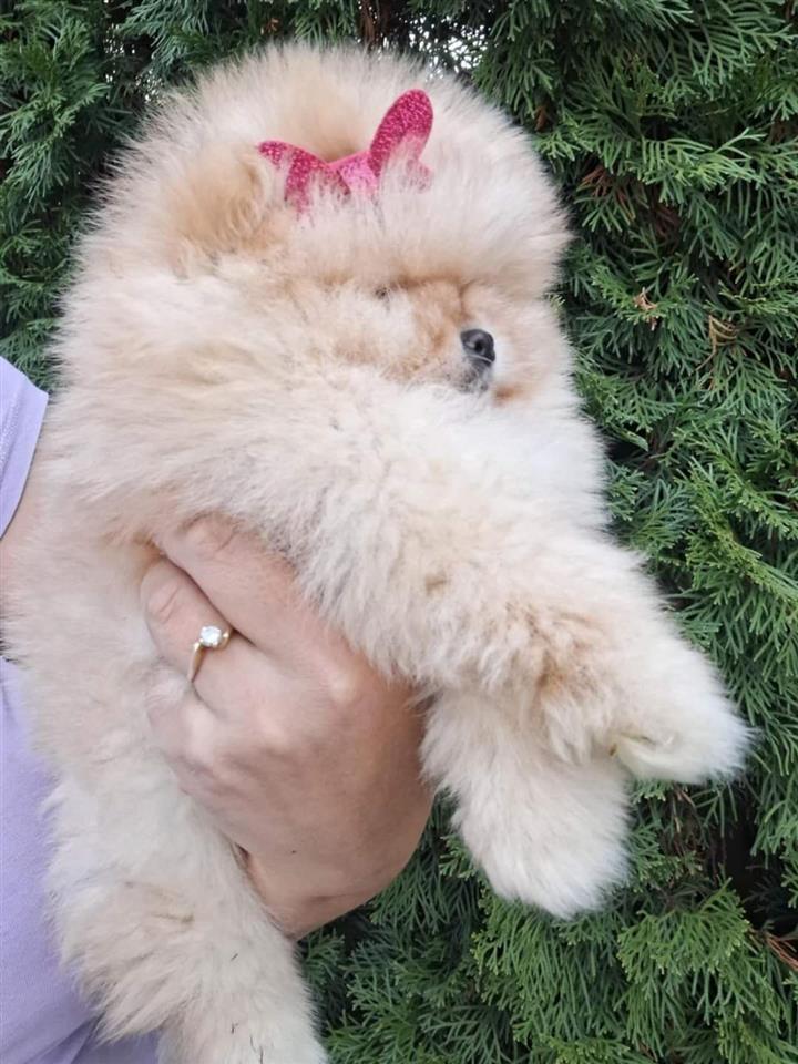 Pomeranac