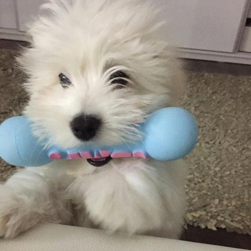 Coton de Tulear