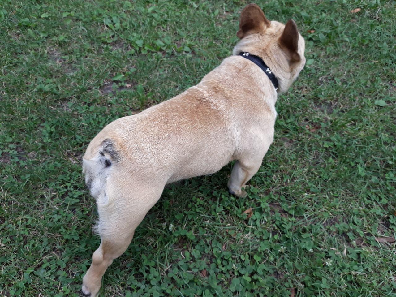 Zenka-francuskog-buldoga
