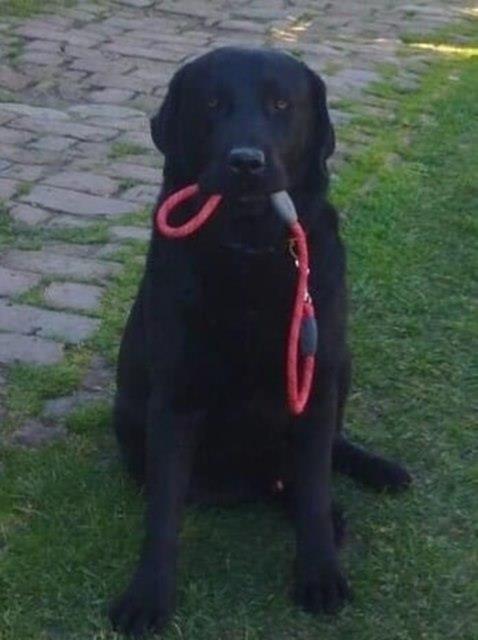 Stenci-LABRADOR-RETRIVERA