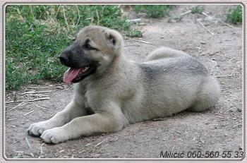 Kangal-stenci