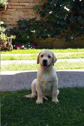 LABRADOR-stenci-
