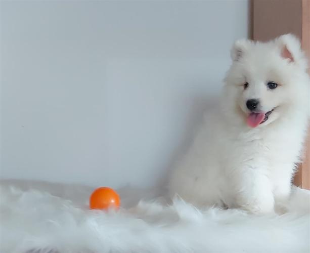 Samojed, štene