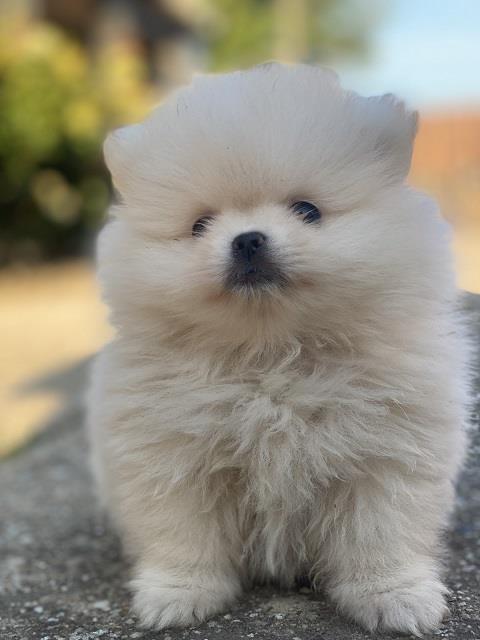Pomeranac-stenci