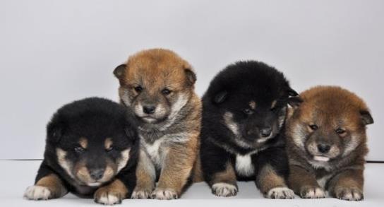 Shiba inu stenci