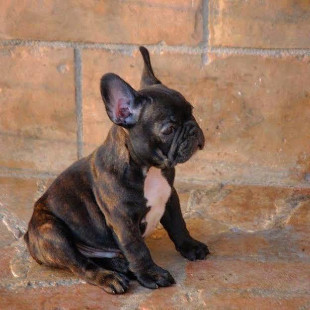 Francuski-buldog-Od-Kuce-Don-