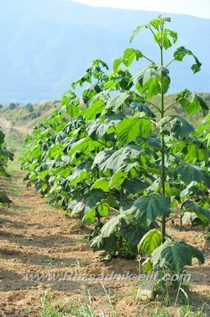 Rasadi---Paulownia