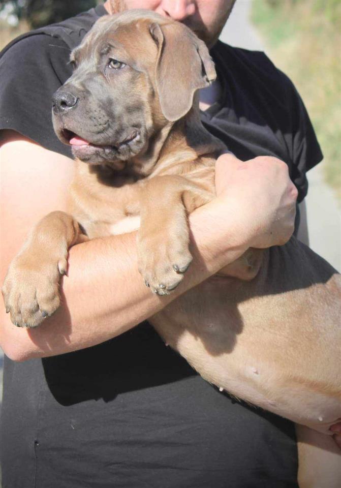 Cane-Corso-štenci-