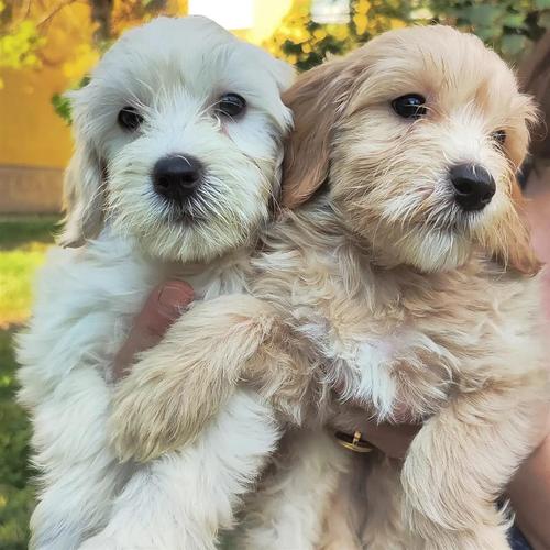 Maltipoo Maltezer-Pudla 