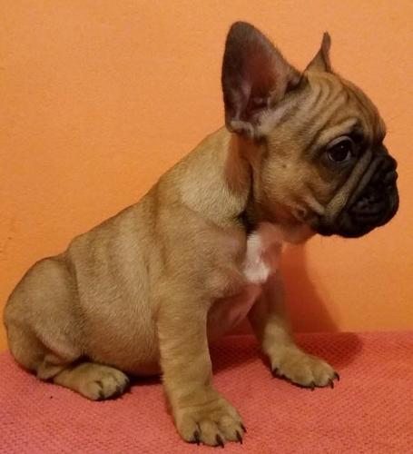 Francuski buldog