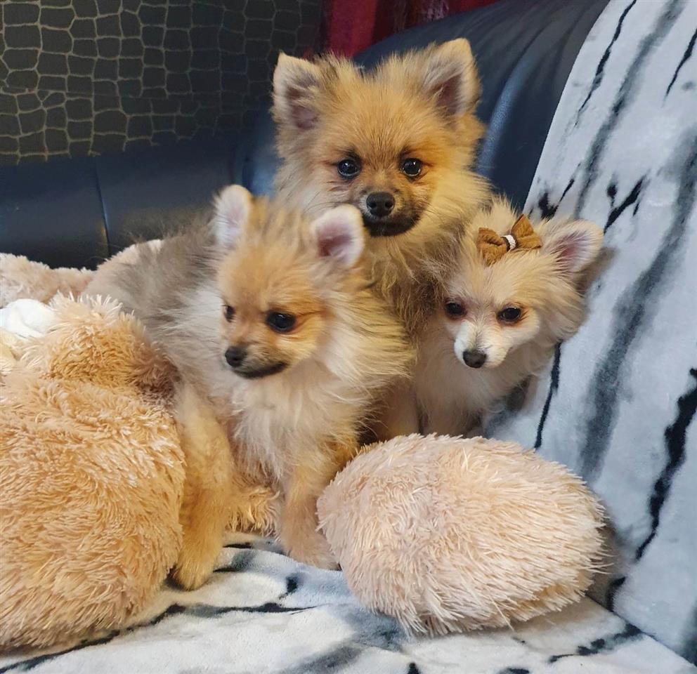 Pomeranac--prelepi-štenci