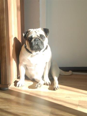 Mops-stenad