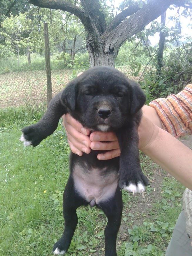 Malinoa-labrador-mešanci