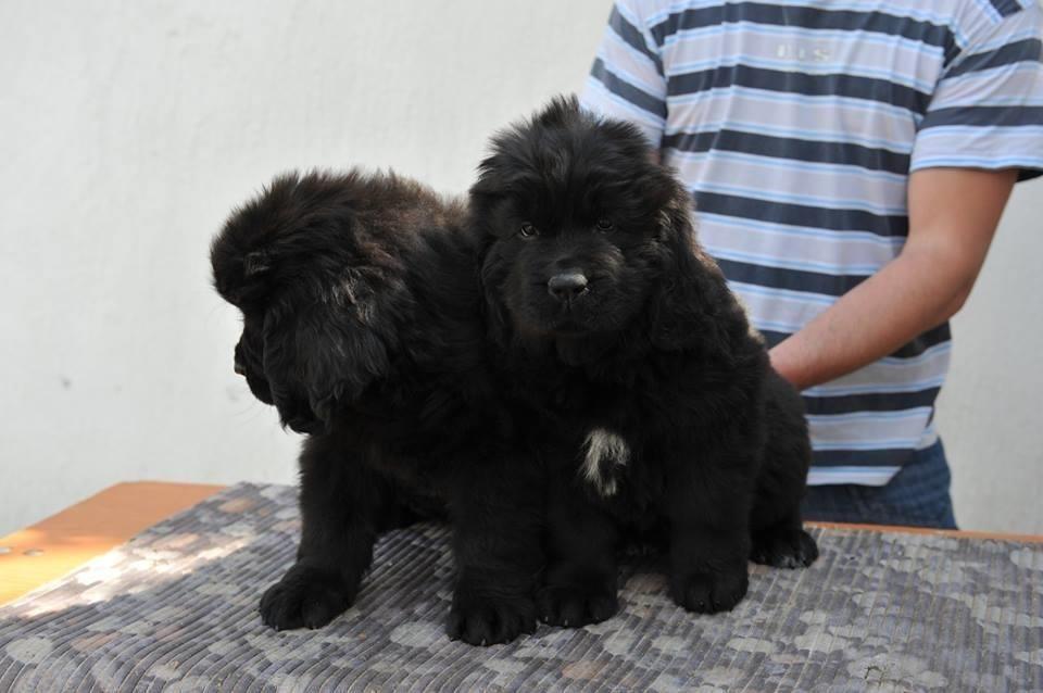 Newfoundland-stenci