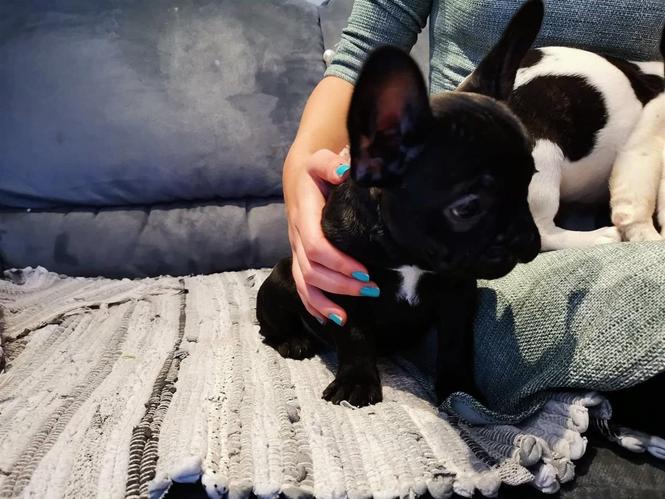 Francuski buldog vrhunsko leglo