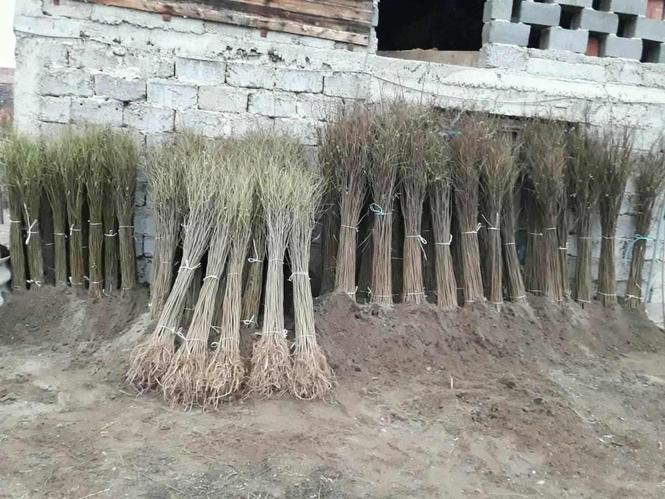 Sadnice bagrema