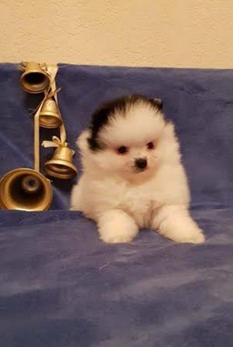 Pomeranski-spic