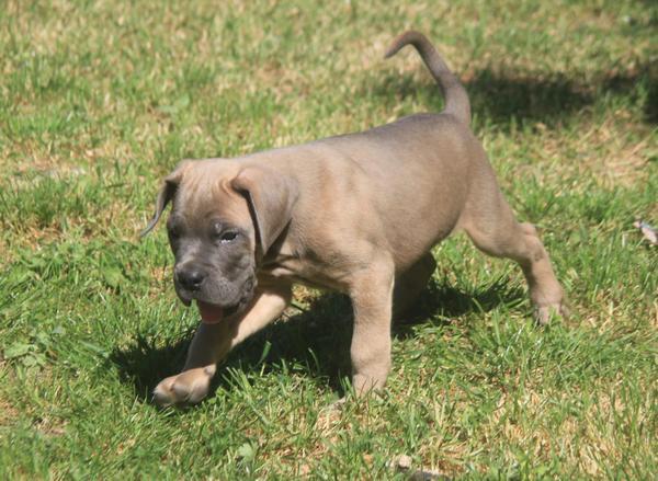 Cane-Corso-štenci