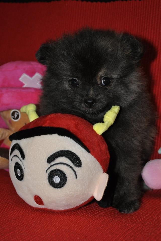 Pomeranac-štenci