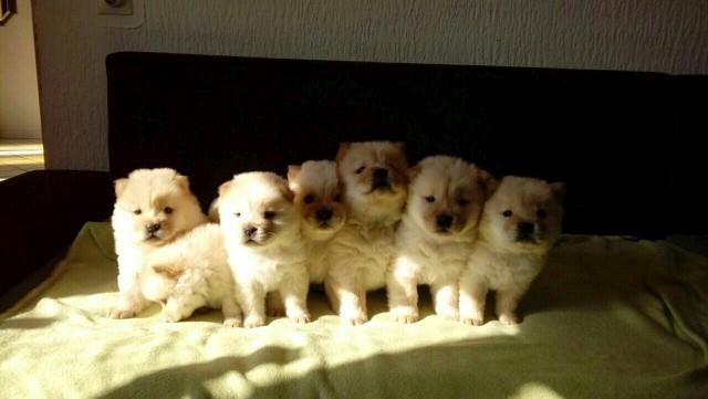 Chow-chow-cau-cau-stenad-