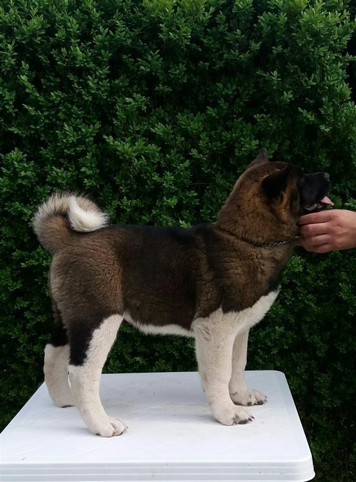 Americka-akita