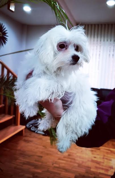 Maltezer---prelepi-štenci-