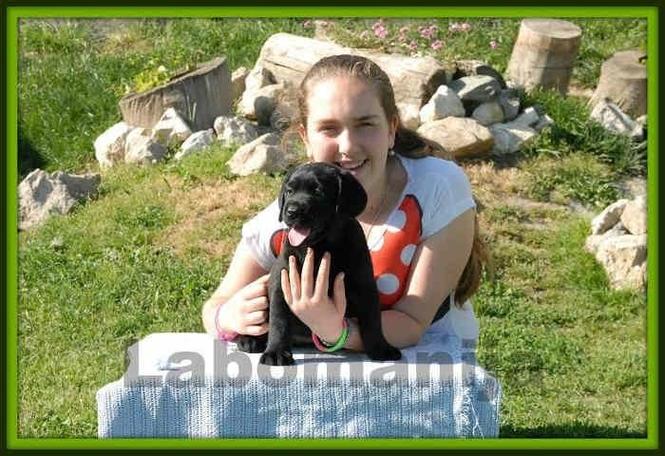 Labrador retriver  2 vrhunska legla