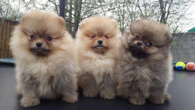 Pomeranac Boo prelepi stenci