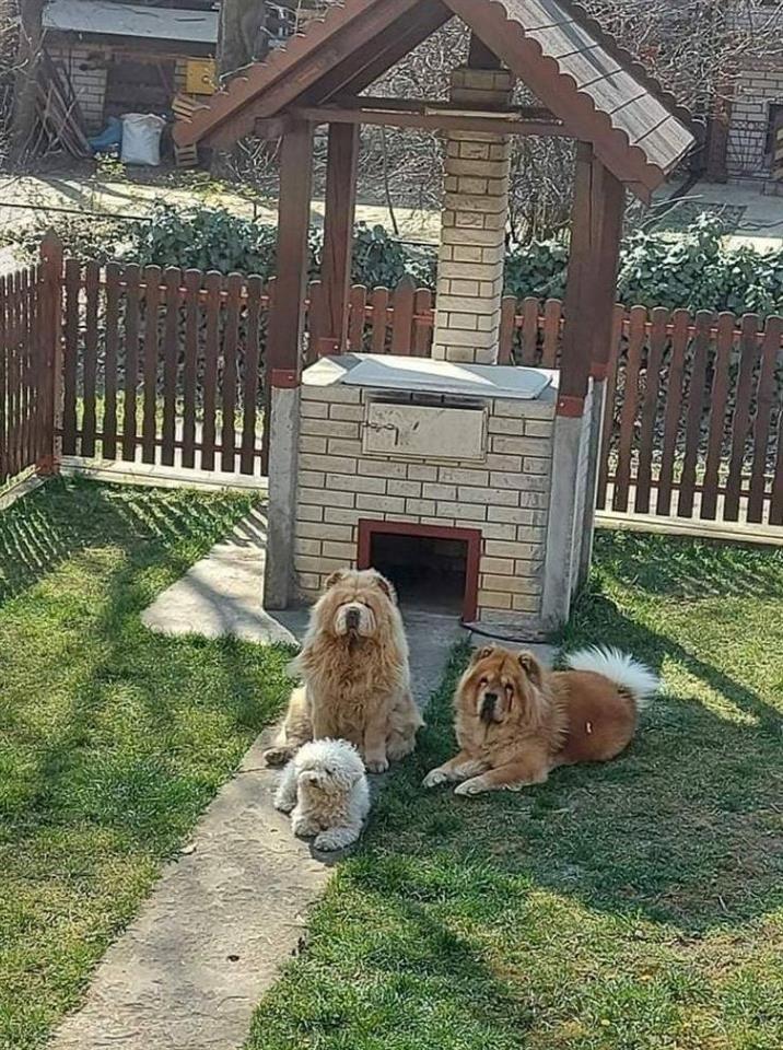 Chow-chow