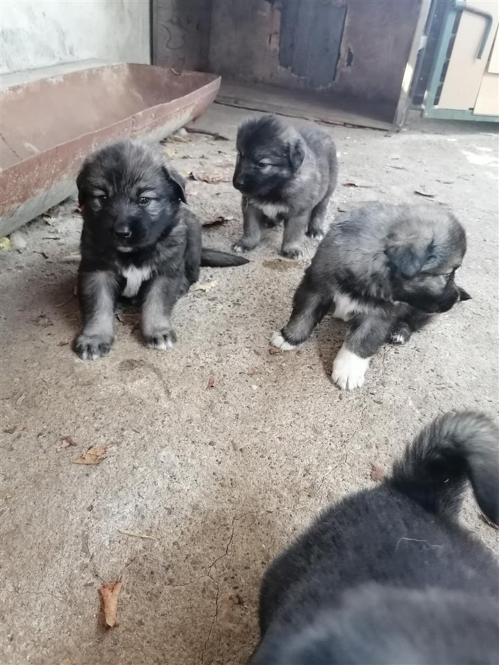 Sarplaninci---stenci