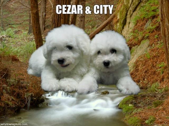 Bichon-Frise