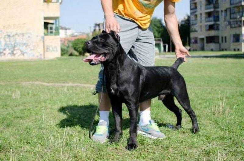 Cane-Corso--stenci-
