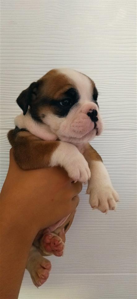 Engleski-buldog