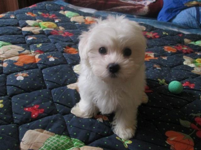 Maltezeri