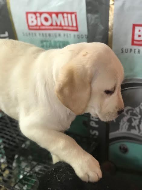 Labrador-Retriver--VRHUNSKI-ŠTENCI--