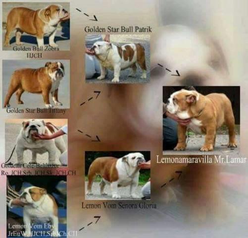 Engleski-buldog-prelepa-stenad