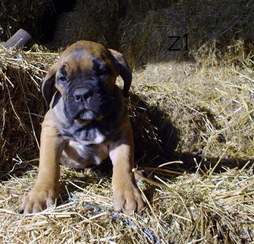 Cane-corso-zuta-stenad