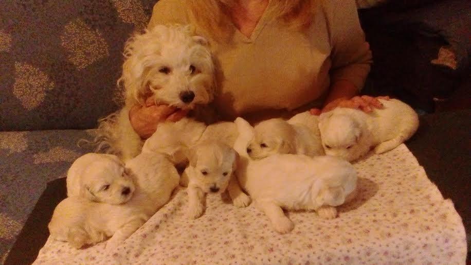 Coton-de-Tulear