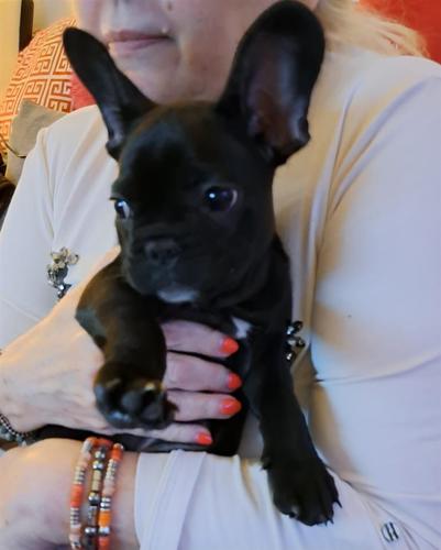 Francuski buldog