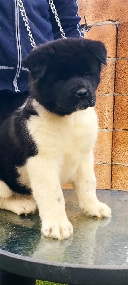 Američka-Akita