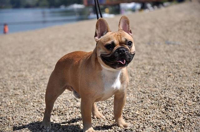 FRANCUSKI BULDOG PARENJE