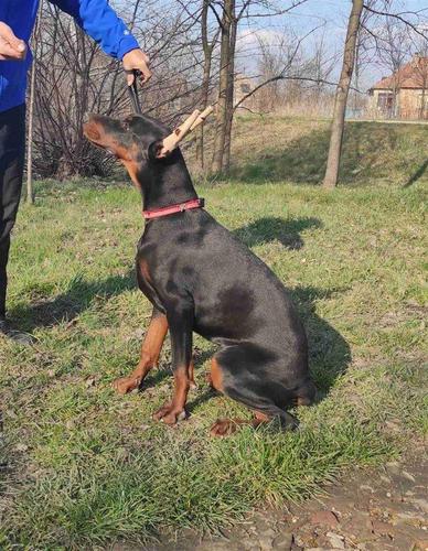 Doberman stenci