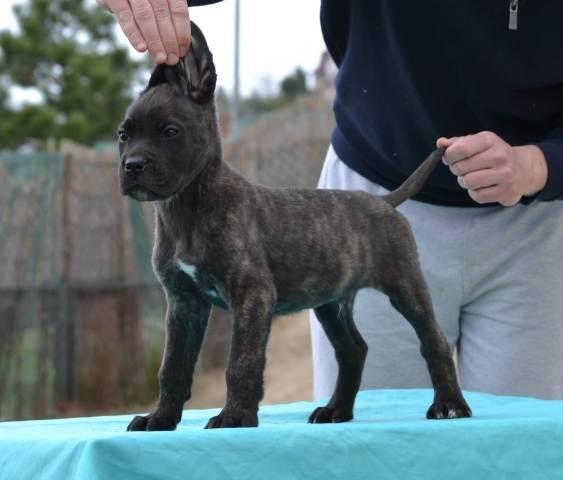 Cane-Corso--štenci