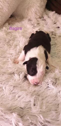 Border collie štenci