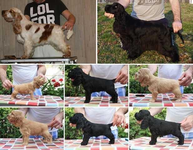 Engleski-Koker-Spanijel---stenad-